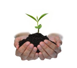 Plant in Hands