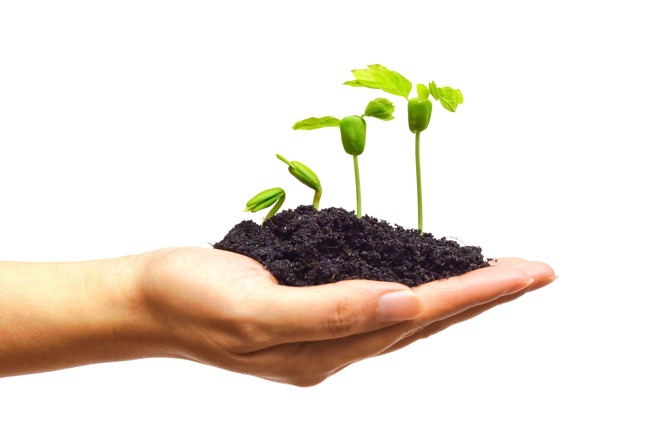 Low Cost Managed Portfolios Seedlings in Hand